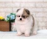Small Photo #6 Pomeranian Puppy For Sale in MIAMI, FL, USA