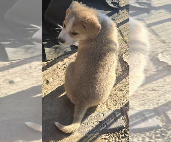 Medium Photo #4 Great Pyrenees-Unknown Mix Puppy For Sale in Alexander, AR, USA
