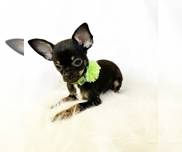 Medium Photo #1 Chihuahua Puppy For Sale in SACRAMENTO, CA, USA