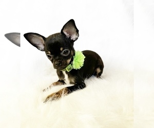 Chihuahua Puppy for sale in SACRAMENTO, CA, USA