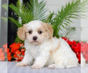 Cavachon Puppy for sale in GORDONVILLE, PA, USA