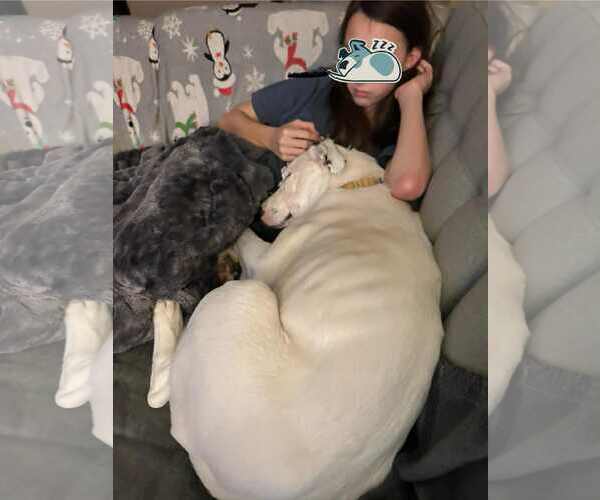 Medium Photo #3 Labrador Retriever-Unknown Mix Puppy For Sale in Germantown, OH, USA