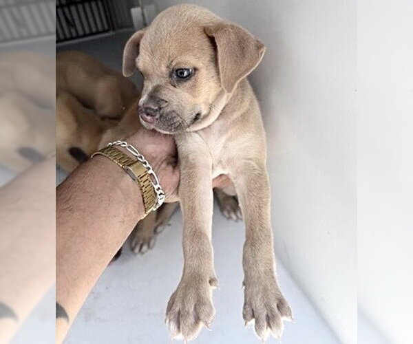 Medium Photo #1 Black Mouth Cur-Unknown Mix Puppy For Sale in Houston, TX, USA
