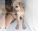 Small Black Mouth Cur Mix