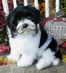 Small Photo #1 Havanese Puppy For Sale in KODAK, TN, USA