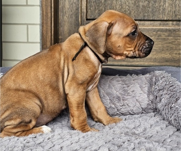 Medium Photo #12 Rhodesian Ridgeback Puppy For Sale in BUMPASS, VA, USA