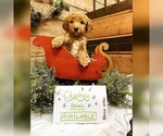 Small Photo #2 Irish Doodle Puppy For Sale in TENINO, WA, USA