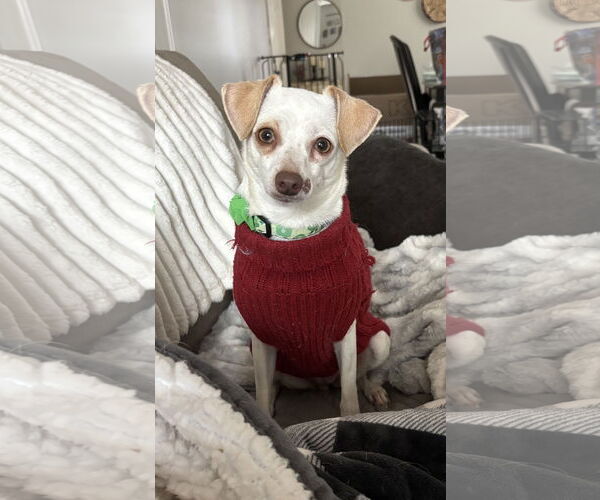 Medium Photo #3 Chihuahua-Unknown Mix Puppy For Sale in Doylestown, PA, USA