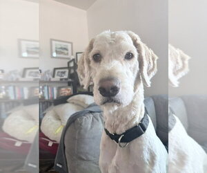 Labradoodle Dogs for adoption in Lancaster, PA, USA
