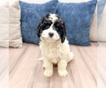 Small #3 Cavapoo (Miniature)