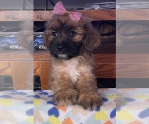 Shih-Poo Puppy for sale in VANCOUVER, WA, USA