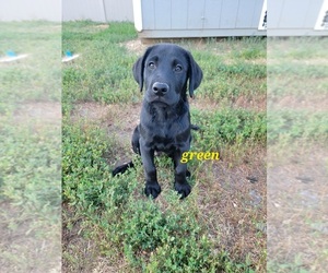 Labrador Retriever Puppy for sale in DICKINSON, ND, USA
