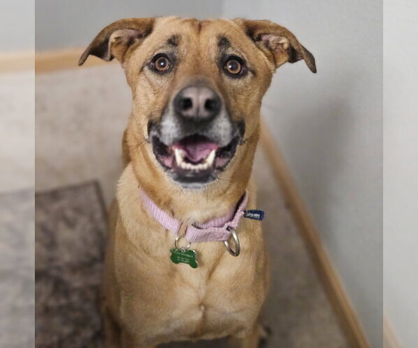 Medium Photo #7 Mutt Puppy For Sale in Fargo, ND, USA