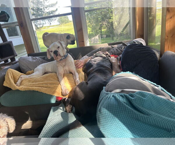 Medium Photo #2 Boxer Puppy For Sale in Woodbury, MN, USA