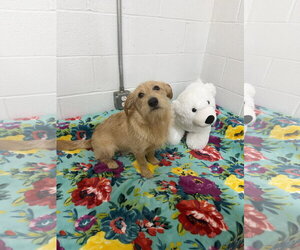 Norfolk Terrier Dogs for adoption in York, SC, USA