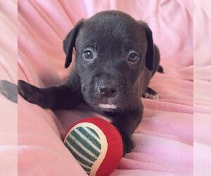 Labrador Retriever-Unknown Mix Dogs for adoption in San Diego, CA, USA