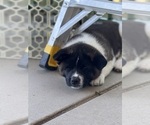 Small #8 Akita