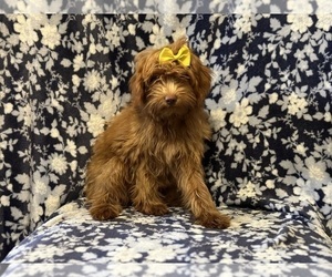 ShihPoo Puppy for sale in LAKELAND, FL, USA
