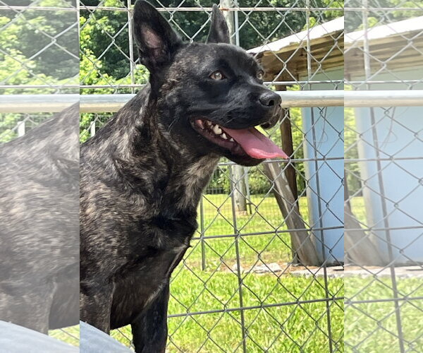 Medium Photo #5 Mutt Puppy For Sale in Crandall, GA, USA