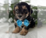 Small #8 Morkie