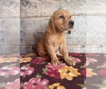 Small #2 Golden Retriever