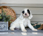 Small #4 Cocker Spaniel