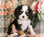 Image preview for Ad Listing. Nickname: Litter of 5