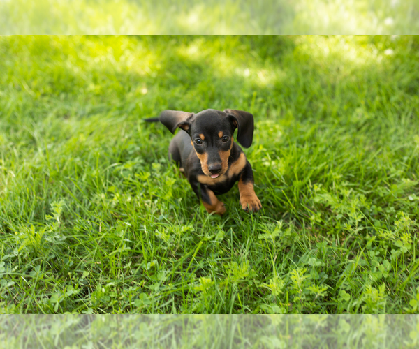 Medium Photo #3 Dachshund Puppy For Sale in NAPPANEE, IN, USA
