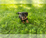 Small #2 Dachshund