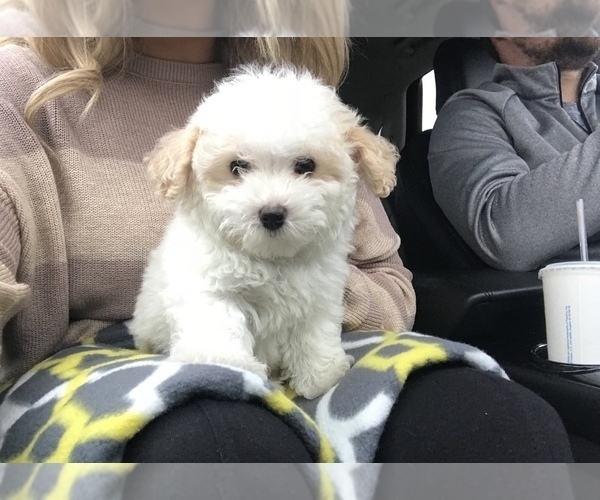 Medium Photo #2 Maltipoo Puppy For Sale in MOREHEAD, KY, USA