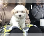 Small Photo #2 Maltipoo Puppy For Sale in MOREHEAD, KY, USA