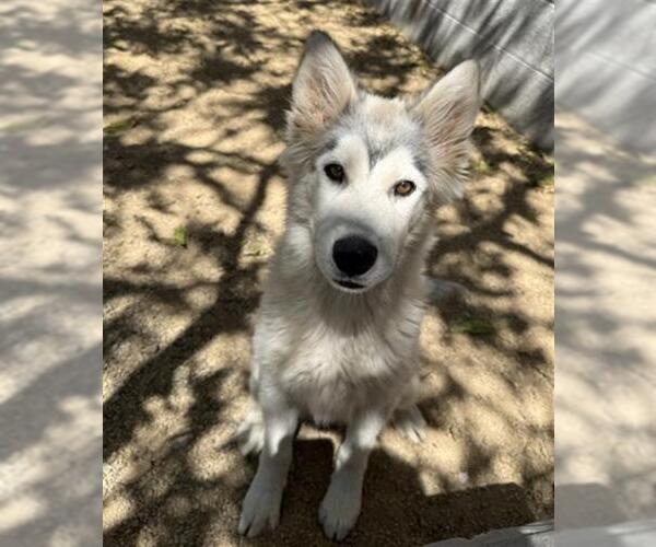 Medium Photo #2 Siberian Husky Puppy For Sale in Redlands, CA, USA