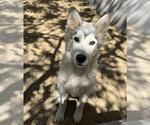 Small Photo #2 Siberian Husky Puppy For Sale in Redlands, CA, USA
