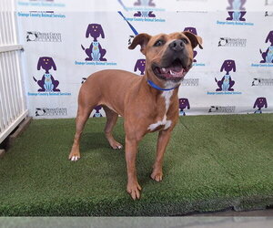 Mutt Dogs for adoption in Orlando, FL, USA