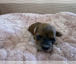 Small Photo #16 Yorkipoo Puppy For Sale in ARLINGTON, TX, USA