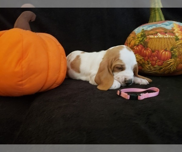 Medium Photo #1 Basset Hound Puppy For Sale in CLAREMORE, OK, USA
