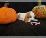 Small Photo #1 Basset Hound Puppy For Sale in CLAREMORE, OK, USA