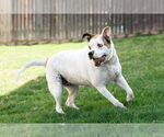 Small #6 Bullboxer Pit