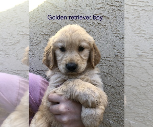 Medium Photo #1 Golden Retriever Puppy For Sale in BUCKS BAR, CA, USA