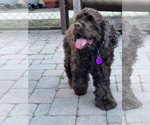 Cocker Spaniel Dogs for adoption in St. Louis Park, MN, USA