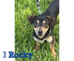 Small #2 Dachshund