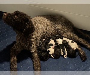Lagotto Romagnolo Litter for sale in RIVERSIDE, CA, USA