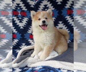 Pomsky Puppy for sale in ORANGE PARK, FL, USA