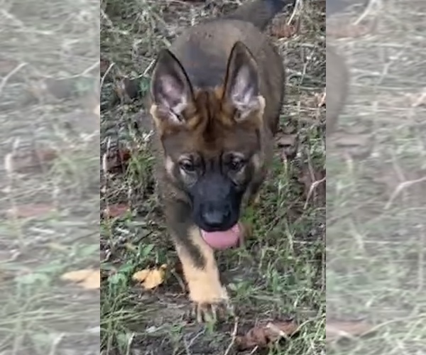 Medium Photo #7 German Shepherd Dog Puppy For Sale in PURVIS, MS, USA