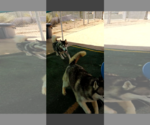 Small Photo #17 Siberian Husky Puppy For Sale in Apple Valley, CA, USA