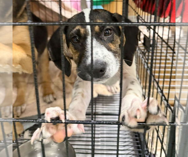 Medium Photo #3 Labbe Puppy For Sale in GILBERTS, IL, USA