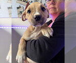 Small #1 American Staffordshire Terrier
