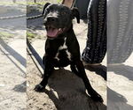 Small #1 Labrador Retriever Mix