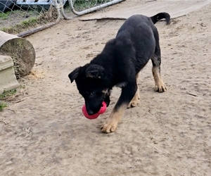 German Shepherd Dog Puppy for sale in PLYMOUTH, NC, USA