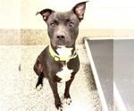 Small #2 American Pit Bull Terrier